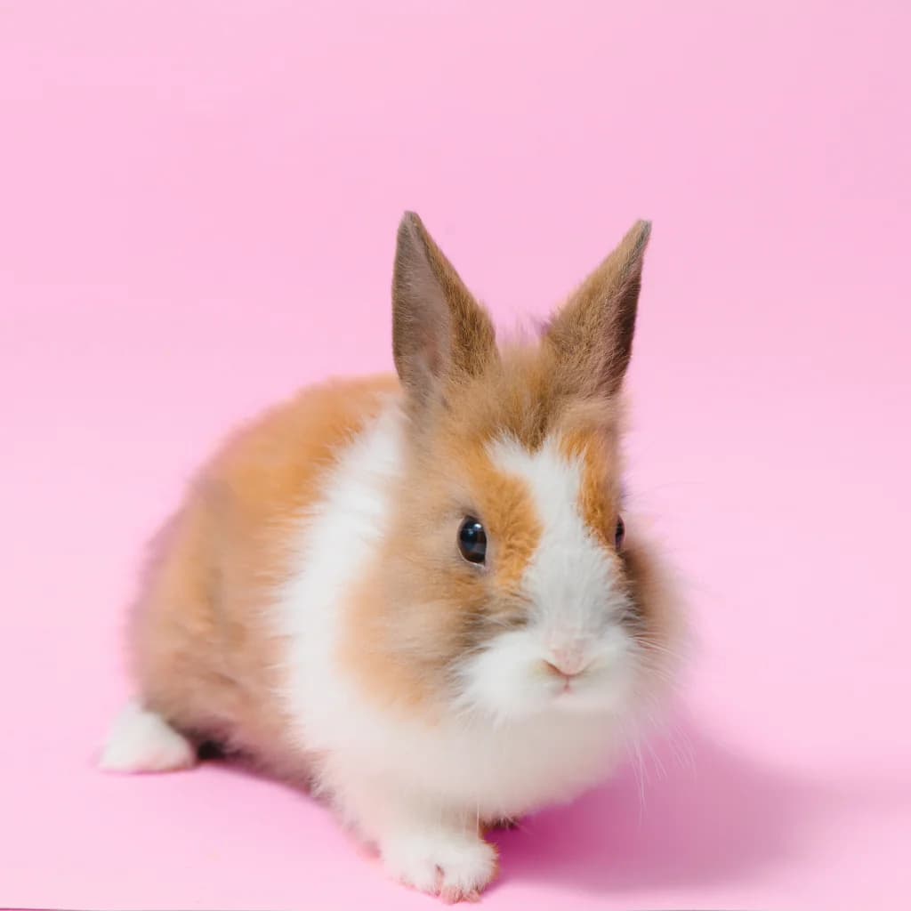 cute braided bunny mascot